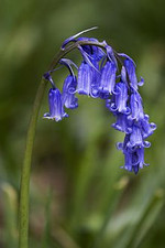 Hyacinthoides_nonscripta_common_blu